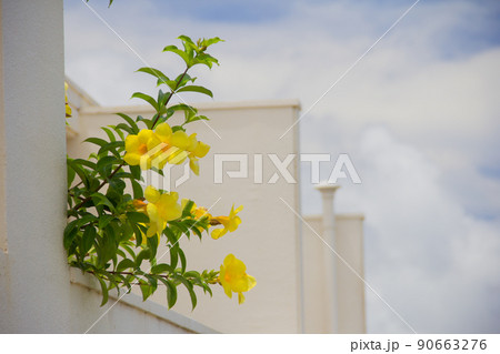 南国に咲くアラマンダ 90663276