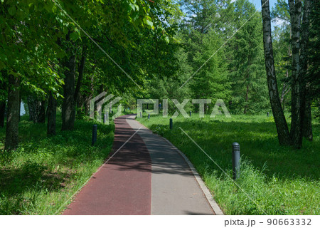pedestrian and bicycle path in the forest 90663332
