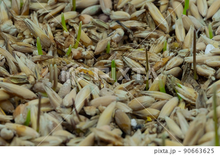 Fresh microgreens oat and wheat grass growing: close up view 90663625