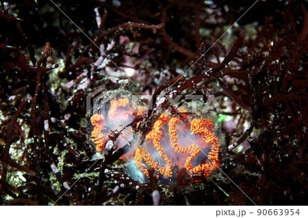 ギボシイソメの卵 90663954