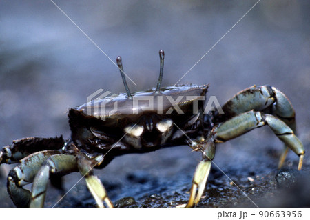 ヤマトオサガニ　アップ　干潟のカニ 90663956