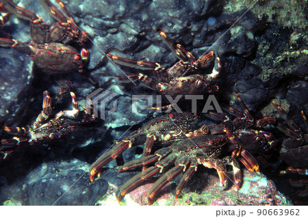 岩陰に潜むカニ　ショウジンガニ　群れ 90663962