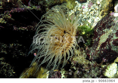 ヒメハナギンチャク 海中写真 ヒメハナギンチャク 海中写真 90663964
