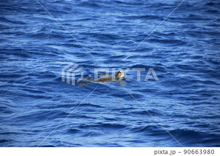 ウミガメ　浮上したウミガメ 90663980