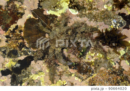 イソクズガニ 90664020