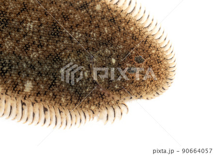 ササウシノシタ　アップ　白バック 90664057