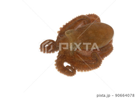 タコ 白バック タコ 白バック 90664078