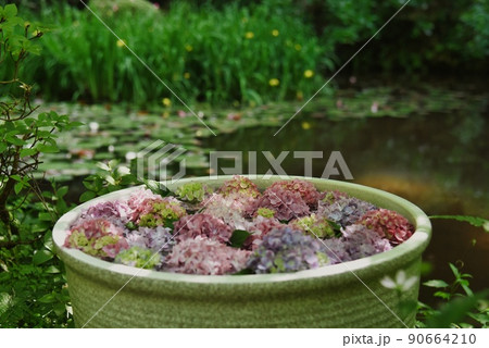 岩船寺_つぼの紫陽花 岩船寺_つぼの紫陽花 90664210