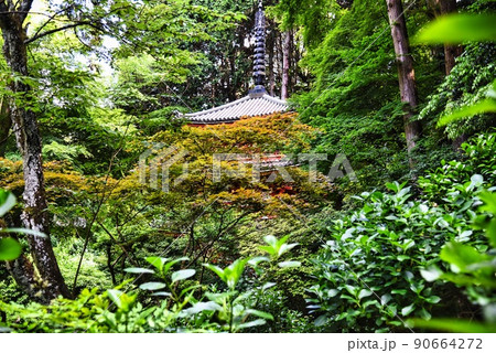 岩船寺_樹々に埋もれた三重塔 岩船寺_樹々に埋もれた三重塔 90664272