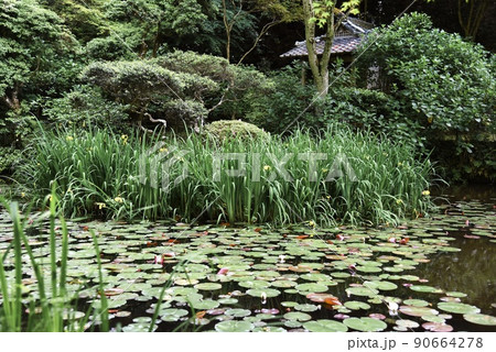 岩船寺_池の花と祠 岩船寺_池の花と祠 90664278
