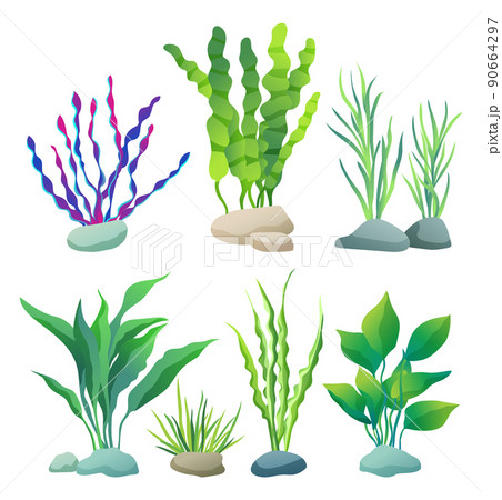 Sea or Aquarium Algae Types Color Illustration Set 90664297