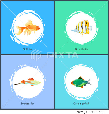 Gold Fish and Green Tiger Barb Vector Illustration Gold Fish and Green Tiger Barb Vector Illustration 90664298