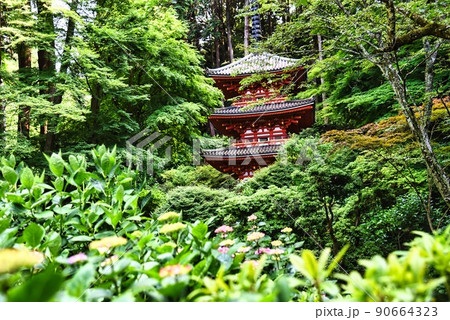 岩船寺_樹々と紫陽花の三重塔 90664323
