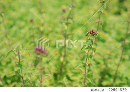 オレガノの花 オレガノの花 90664370