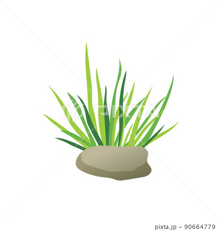 Kelp Plant Isolated on White Vector Illustration 90664779