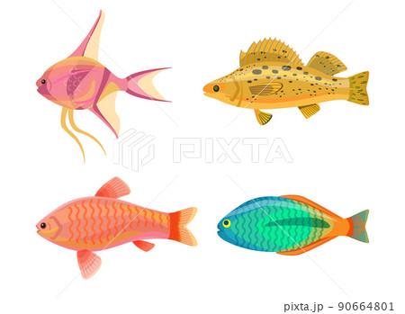 Jewel Cichlid and Fish Set Vector Illustration Jewel Cichlid and Fish Set Vector Illustration 90664801