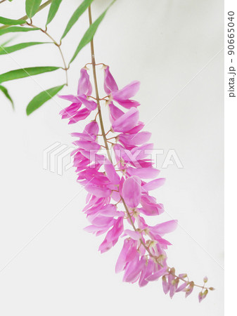 ニワフジ　白背景 90665040