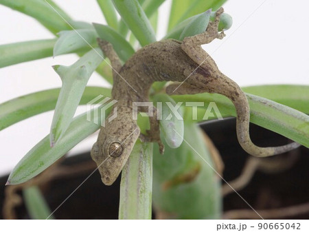 ヤモリと多肉植物 ヤモリと多肉植物 90665042
