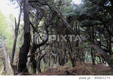 吉野山の高野槙 90665274