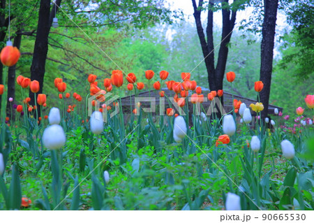 チューリップ ツタ 水仙 90665530