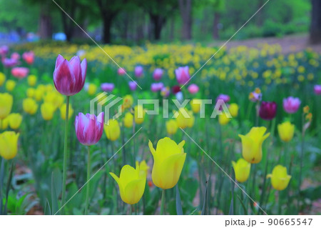 ツタ チューリップ 水仙 90665547