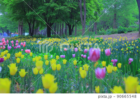 ツタ チューリップ 水仙 90665548