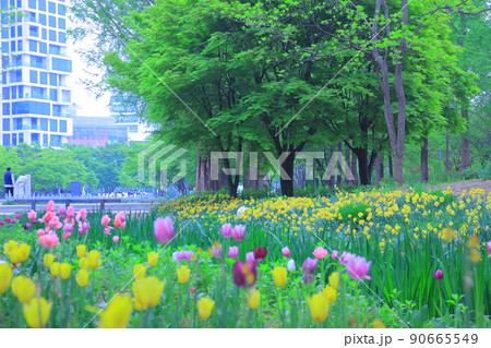 ツタ チューリップ 水仙 90665549