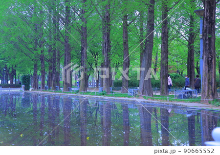 ツタ チューリップ 水仙 90665552