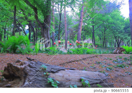 チューリップ ツタ 水仙 90665555