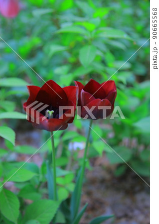 ツタ チューリップ 水仙 90665568