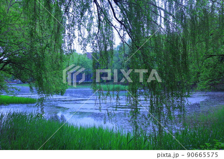 ツタ チューリップ 水仙 90665575