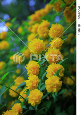 ツタ チューリップ 水仙 90665581