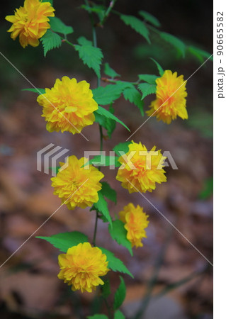 ヤマブキ ツタ チューリップ 90665582