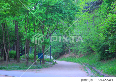 ツタ チューリップ 水仙 90665584