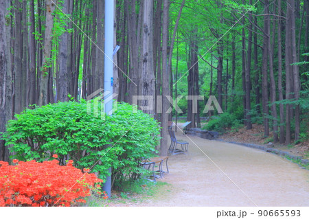 ツタ チューリップ 水仙 90665593