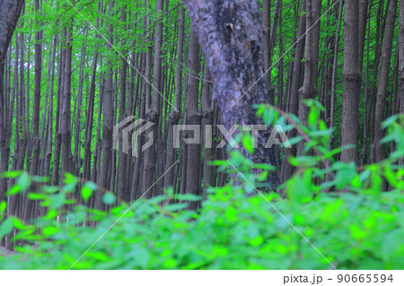 ツタ チューリップ 水仙 90665594