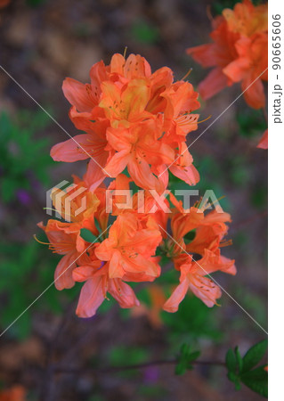 ツタ チューリップ 水仙 90665606