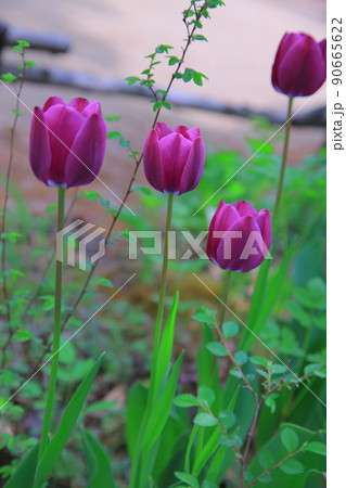 チューリップ ツタ 水仙 90665622