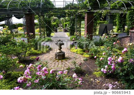 七つ洞公園のバラ園 90665943