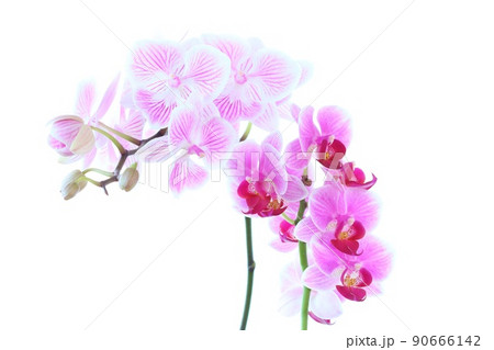 ミニ胡蝶蘭　ランの花　ピンク色　2品種　明るい背景 90666142