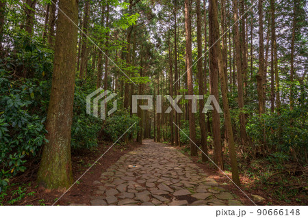 （静岡県）山中城址付近の箱根旧街道石畳 90666148