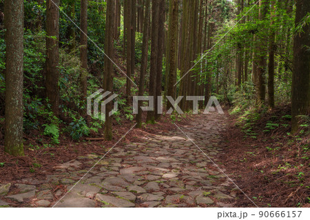 (静岡県)山中城址付近の箱根旧街道石畳 (静岡県)山中城址付近の箱根旧街道石畳 90666157