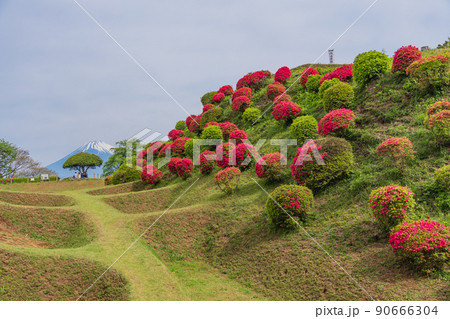 （静岡県）ツツジ咲く山中城址公園、後方に富士山 90666304