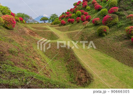 (静岡県)ツツジ咲く山中城址公園、後方に富士山 (静岡県)ツツジ咲く山中城址公園、後方に富士山 90666305