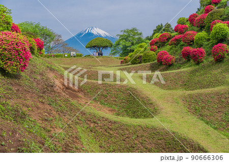 （静岡県）ツツジ咲く山中城址公園、後方に富士山 90666306