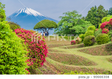 （静岡県）ツツジ咲く山中城址公園、後方に富士山 90666308