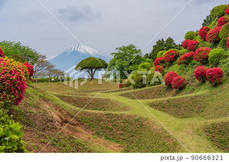 (静岡県)ツツジ咲く山中城址公園、後方に富士山 (静岡県)ツツジ咲く山中城址公園、後方に富士山 90666321