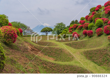（静岡県）ツツジ咲く山中城址公園、後方に富士山 90666324
