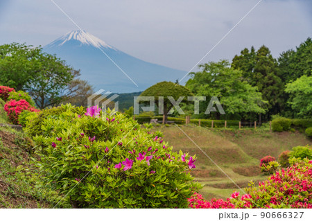 （静岡県）ツツジ咲く山中城址公園、後方に富士山 90666327