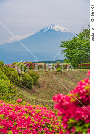 (静岡県)ツツジ咲く山中城址公園、後方に富士山 (静岡県)ツツジ咲く山中城址公園、後方に富士山 90666333